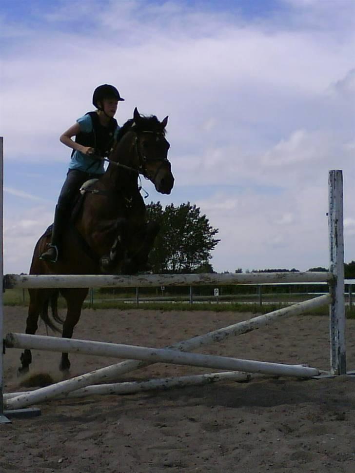 New Forest Bjørndal's Artist - Her springer vi 1 m :D billede 4