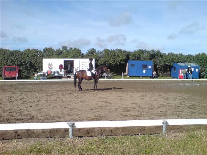 New Forest Bjørndal's Artist - mit første stævne på Artist på TLR<3 billede 5