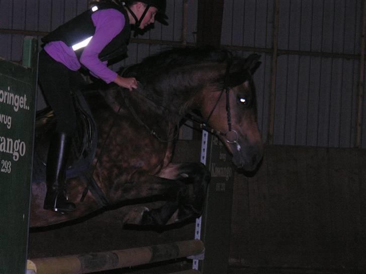 New Forest Bianca*Elev pony* - Bianca og jeg kommer springende hen til jer, og siger velkommen til Biancas profil :b billede 1