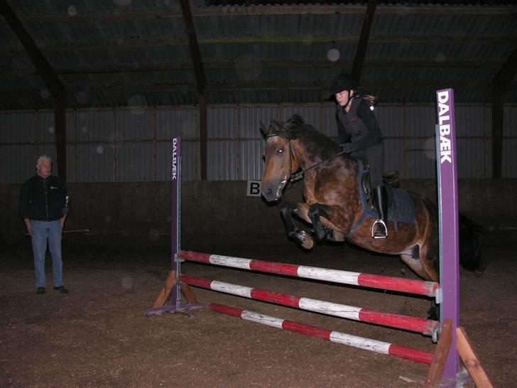 New Forest Bianca*Elev pony* - Vi er godt nok flyvende <3 Her en anden springtime xD Foto: Line billede 3