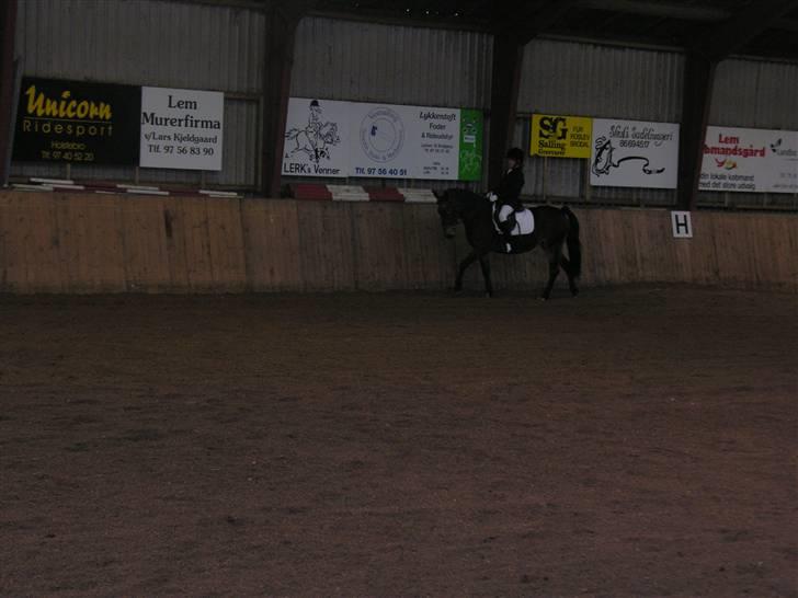 New Forest Bianca*Elev pony* - Igen til dressur stævne :D billede 5