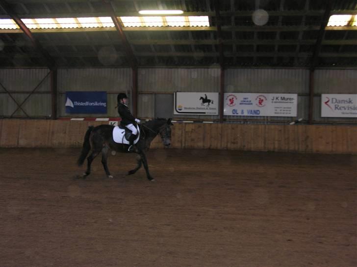 New Forest Bianca*Elev pony* - Igen igen til stævne :b billede 6