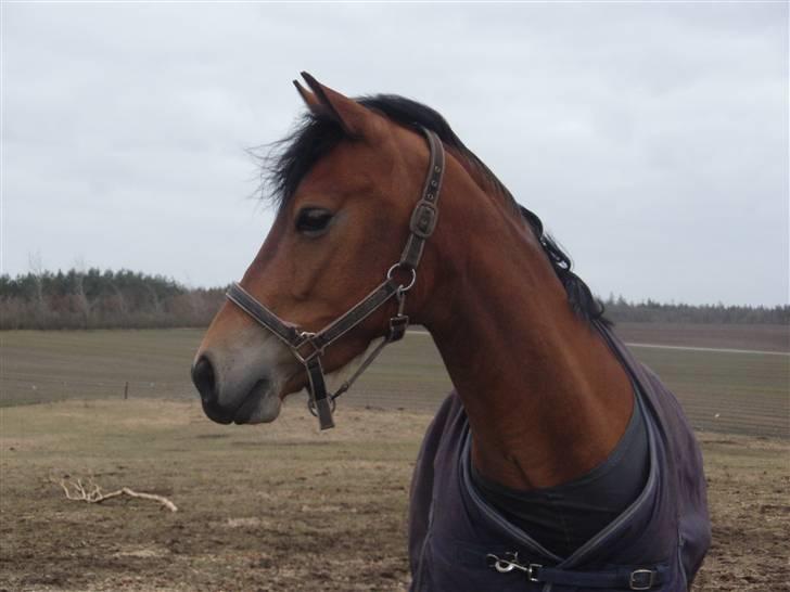 Anden særlig race Belockey - belockey i sneen billede 1