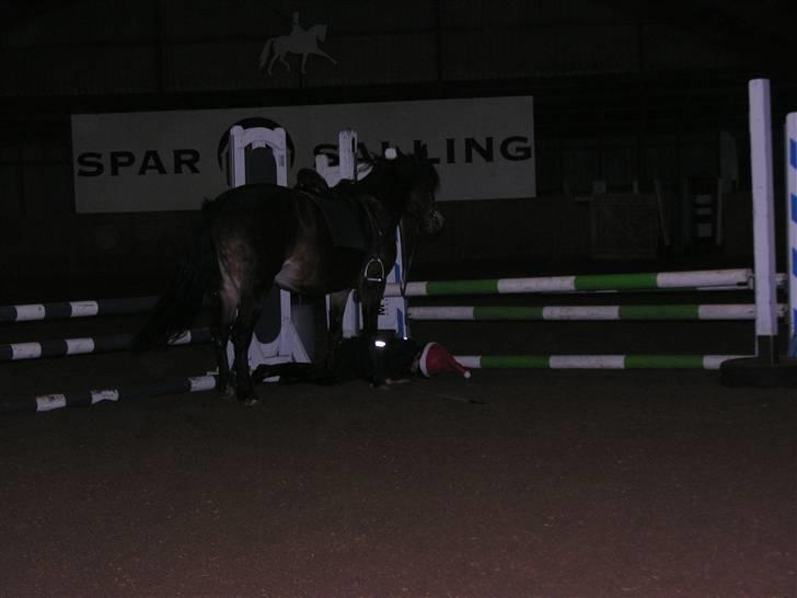 New Forest Bianca*Elev pony* - Faldet af til springtime, der skete ikk noget :) er ved at være vant til det.. hihi<3  billede 9