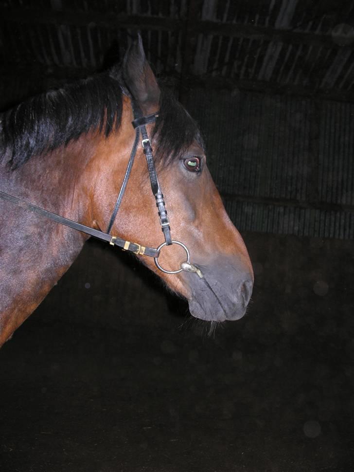 New Forest Bianca*Elev pony* - Underligt billede, af Baaangcaaa som vi kalder hende xD billede 11