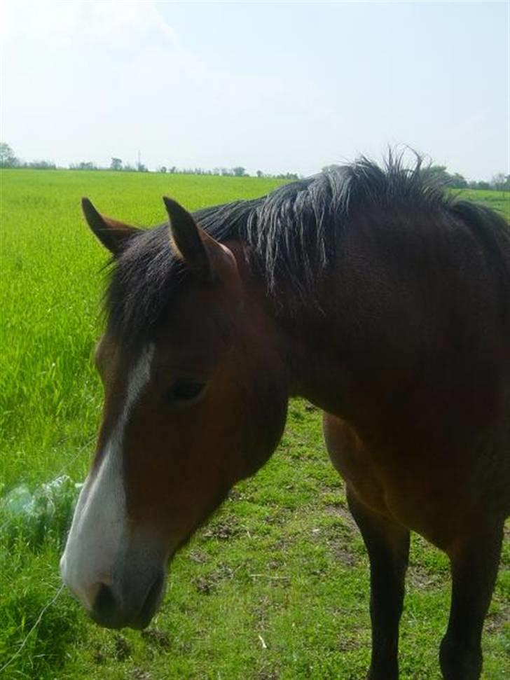 DSP Flicka -solgt- billede 15