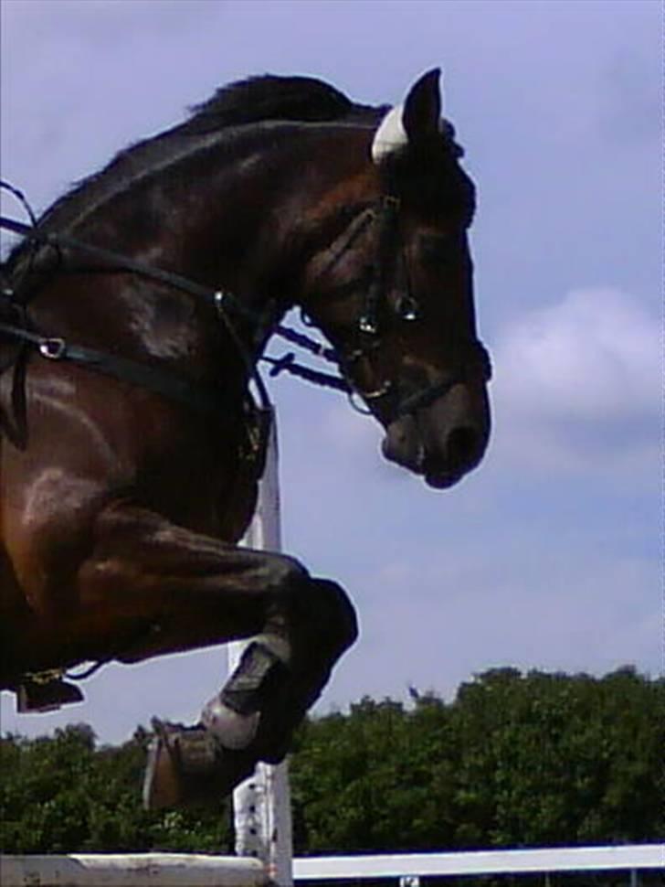 New Forest Bjørndal's Artist - I believe I can fly, I believe I can touch the sky<3 billede 7