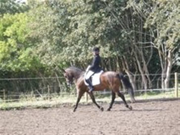 New Forest Bjørndal's Artist - Trav til  Fyens mesterskabet for hold 2009<3 billede 8