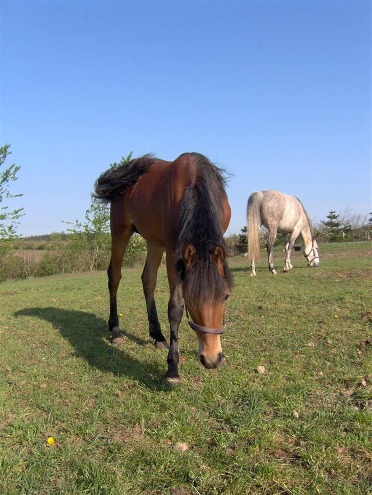Anden særlig race Belockey billede 2