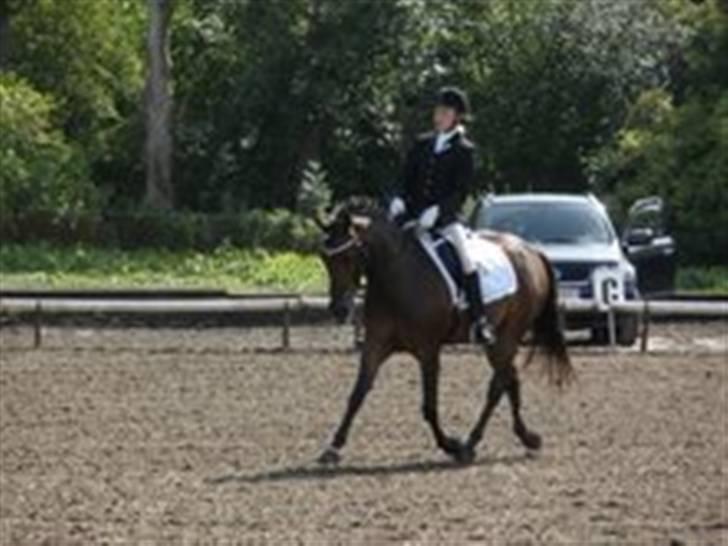 New Forest Bjørndal's Artist - En super øning, til Fyens mesterskab for hold 2009<3 billede 9