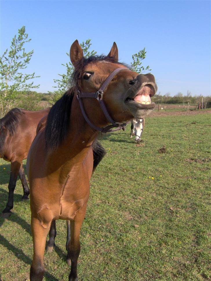 Anden særlig race Belockey - ihh han er lige så fræk som han ser ud til at være :D billede 3