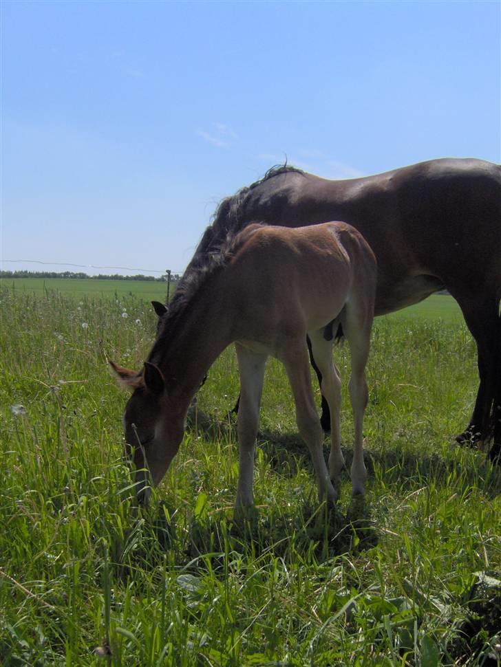 Anden særlig race Belockey - første dag på fold med mor (Regitze) billede 4