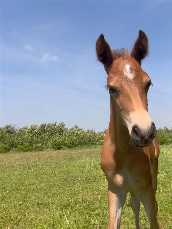 Anden særlig race Belockey billede 5