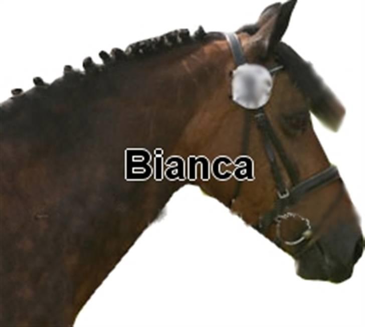 New Forest Bianca*Elev pony* - Smukke Bianca, til et jubilæum :D billede 12