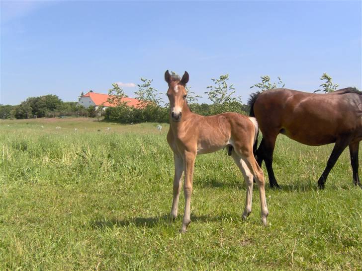Anden særlig race Belockey - første færden ude i den "store" verden billede 6