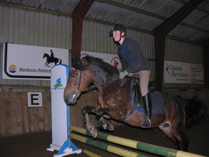 New Forest Bianca*Elev pony* - Hihi, Sissel var lige oppe og springe på Bianca, da jeg havde det dårligt :/  billede 14