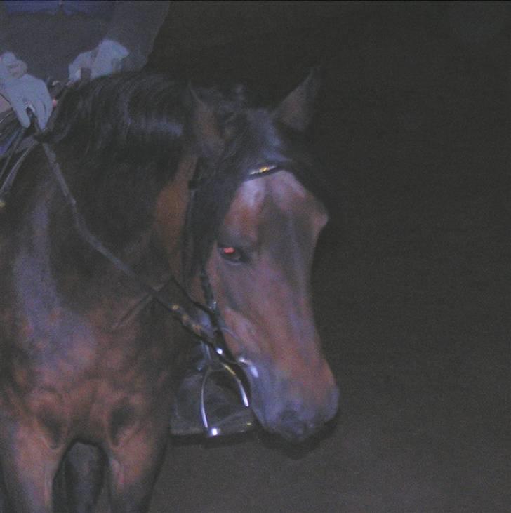 New Forest Bianca*Elev pony* - Bianca mus :D billede 15