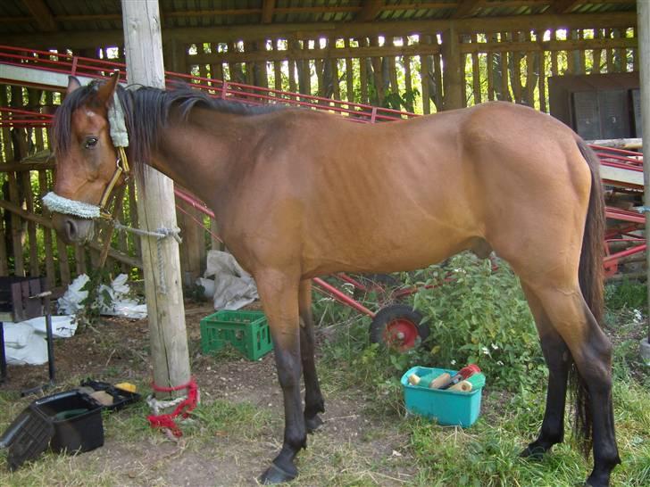 Traver moonshine (solgt) - moonshine ca 14 dage efter vi fik ham hjem billede 1