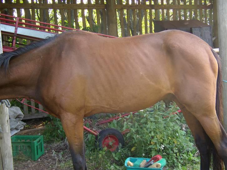 Traver moonshine (solgt) - fra siden billede 3