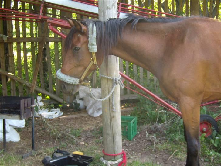 Traver moonshine (solgt) - hans smukke hoved billede 4