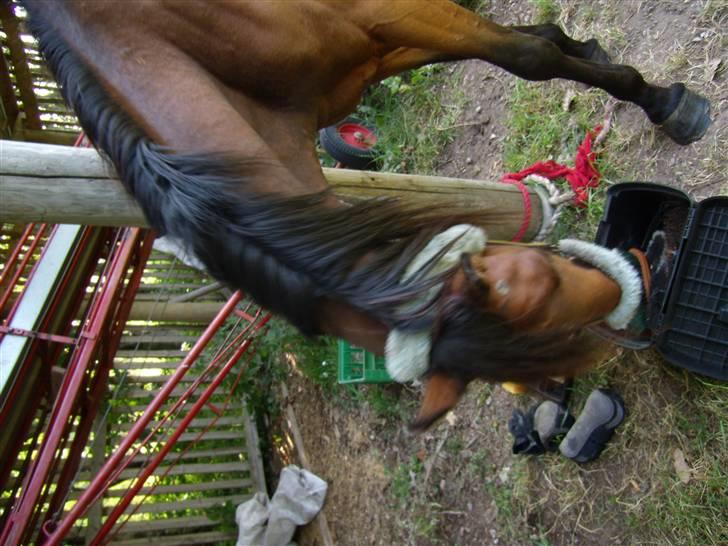 Traver moonshine (solgt) billede 5