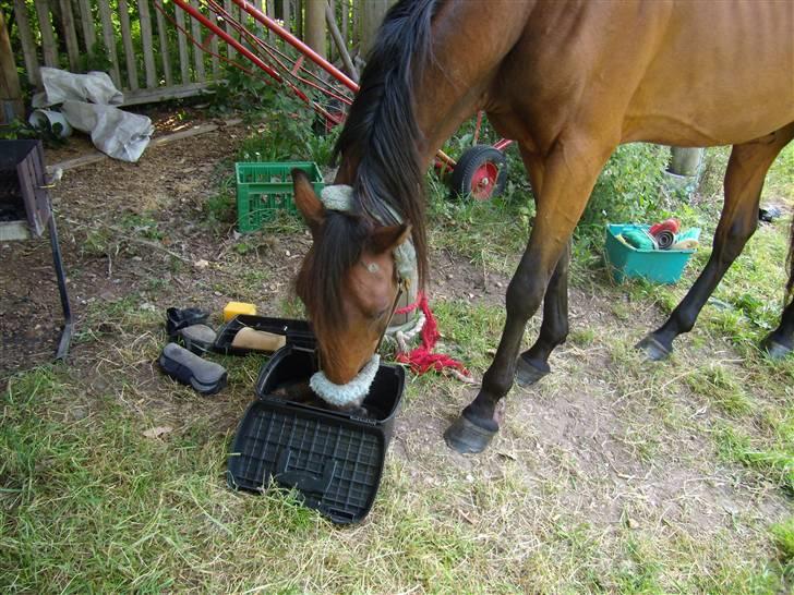 Traver moonshine (solgt) - lidt fræk er man vel altid billede 6