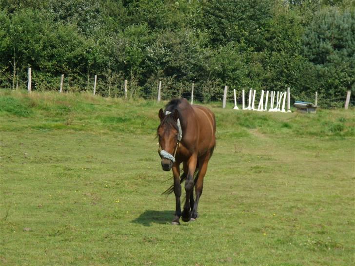 Traver moonshine (solgt) billede 7