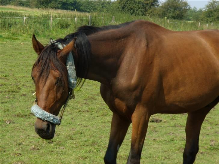 Traver moonshine (solgt) billede 8