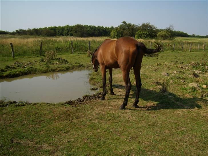 Traver moonshine (solgt) - det er altid dejligt at kunne få en dukkert i varmen ss billede 9