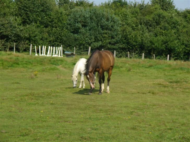 Traver moonshine (solgt) - min lille t med sin ven buller billede 10