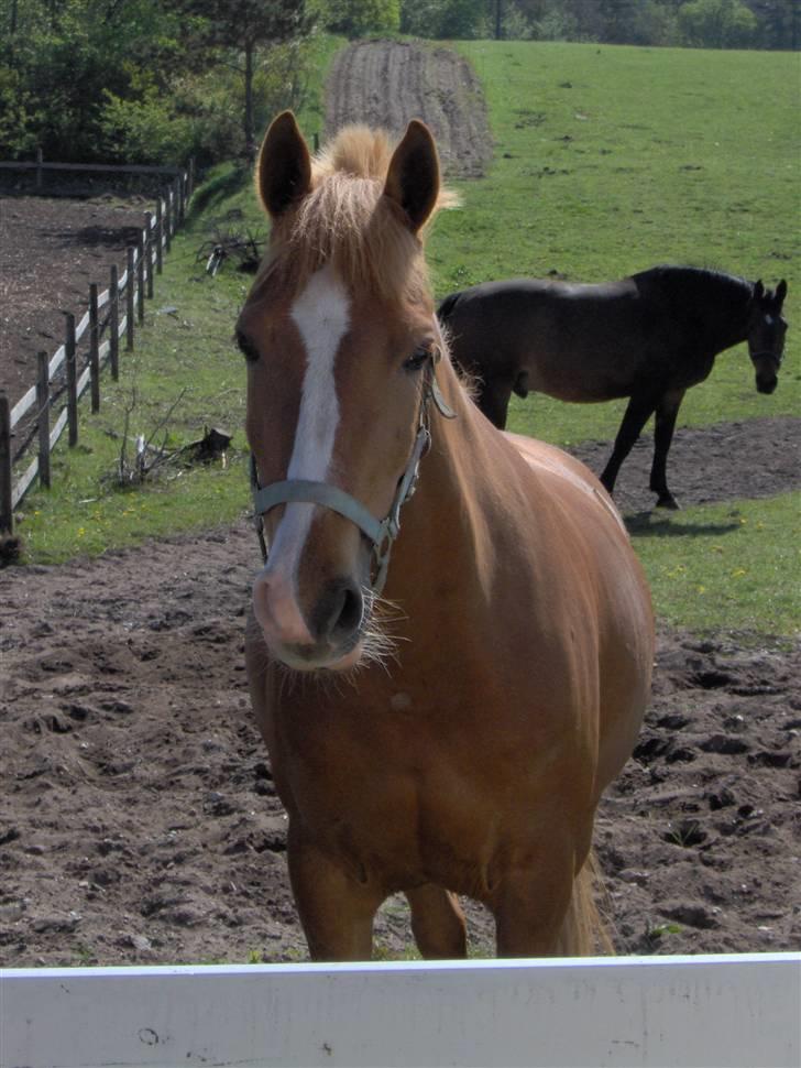 DSP Amie - Amie på fold billede 3