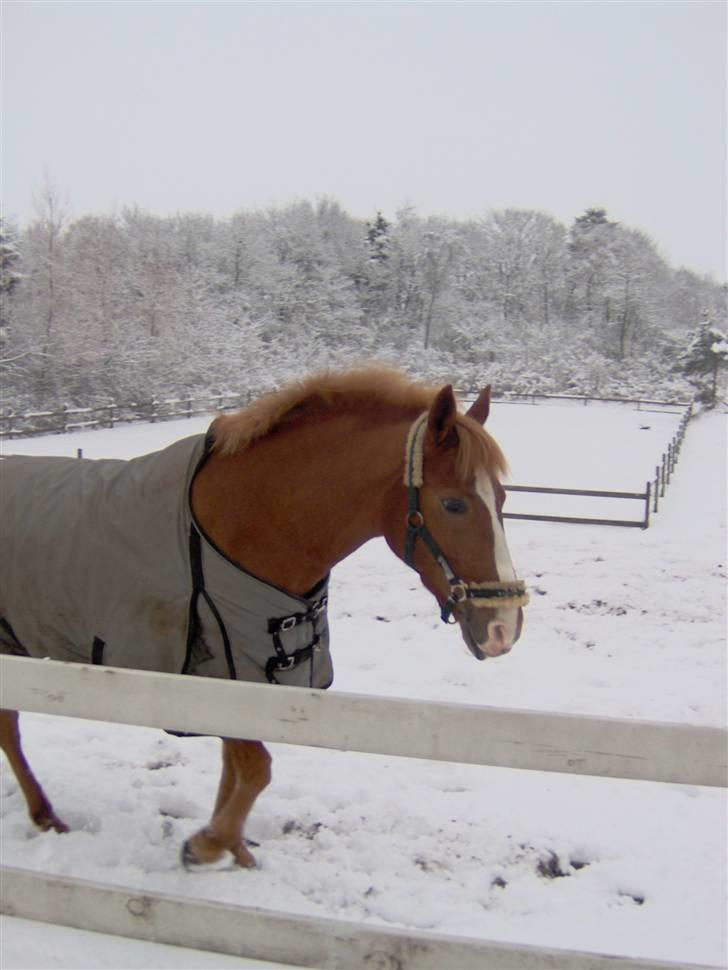 DSP Amie - Amie i sneen billede 4