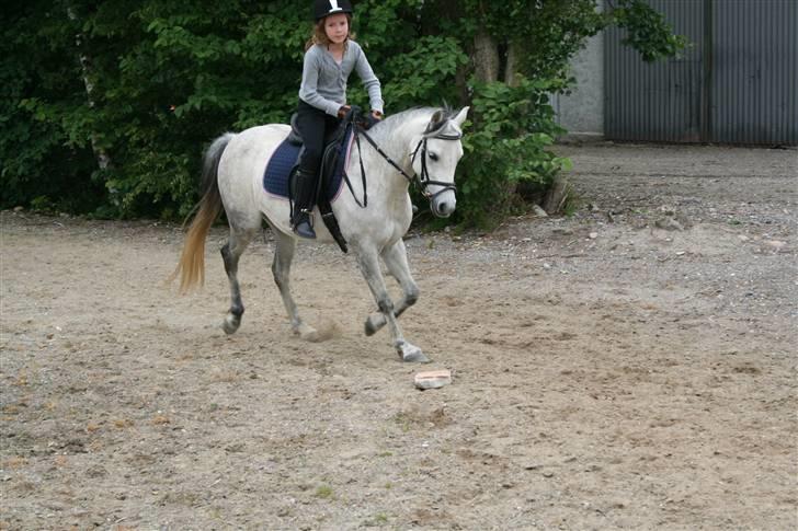 Welsh Pony af Cob-type (sec C) Smut, R.I.P. - lidt dressur på ridebanen billede 10