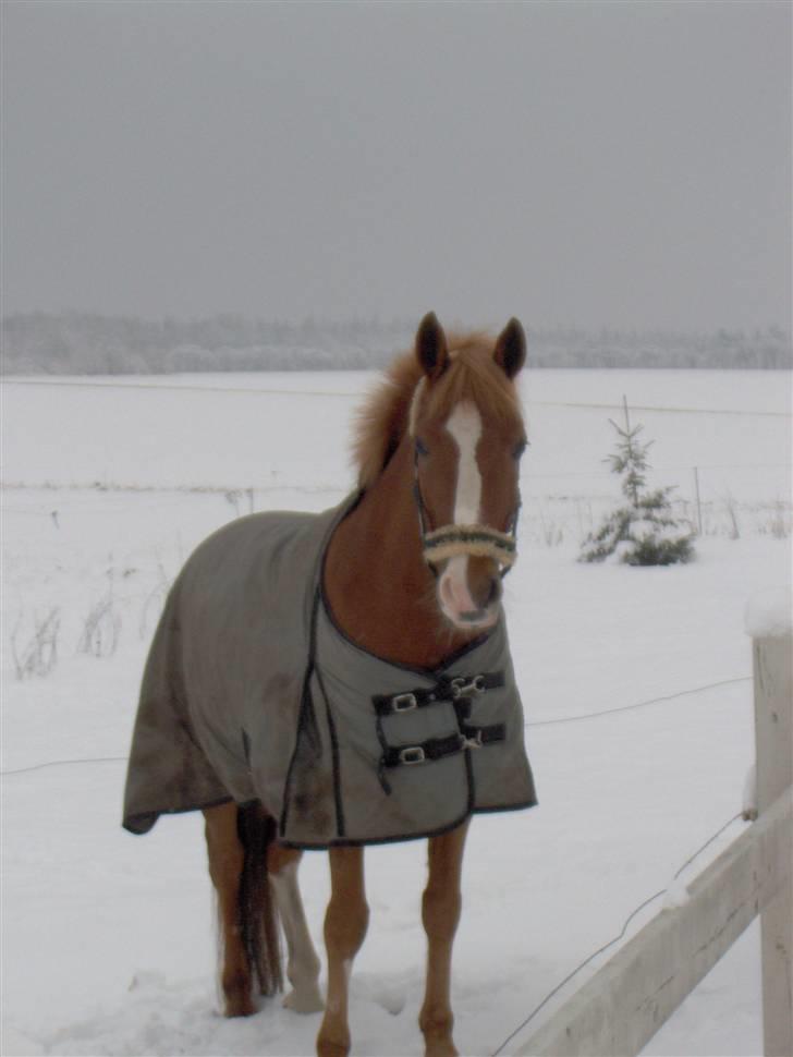 DSP Amie - fotogene Amie billede 5