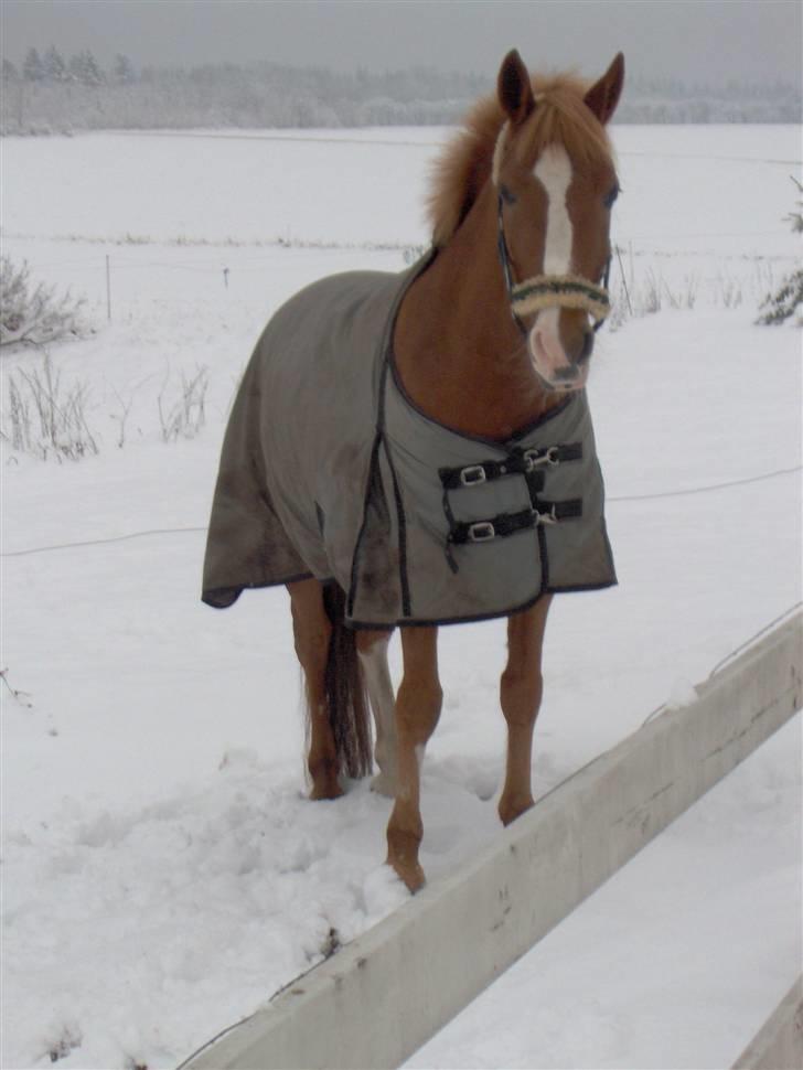 DSP Amie - Amie billede 6