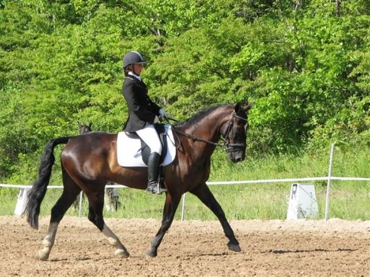 Oldenborg Kyllingegårdens Bubber - Til dressur stæven - LA1 eller LA2 - sommer 2009 billede 5