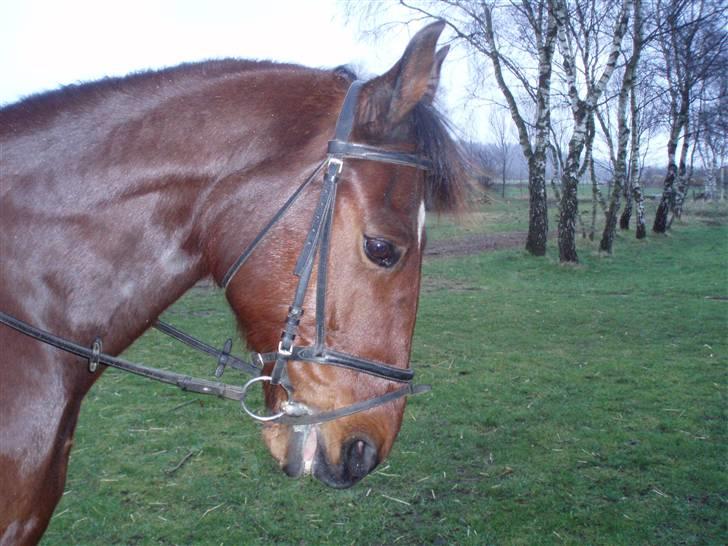 Anden særlig race De Light - Min elskede smukkes dejlige perfekte De Light som jeg bare elsker ekstremt meget! han betyder bare så meget for mig, ved ikke hvad mit liv ville være uden ham? <3 billede 1