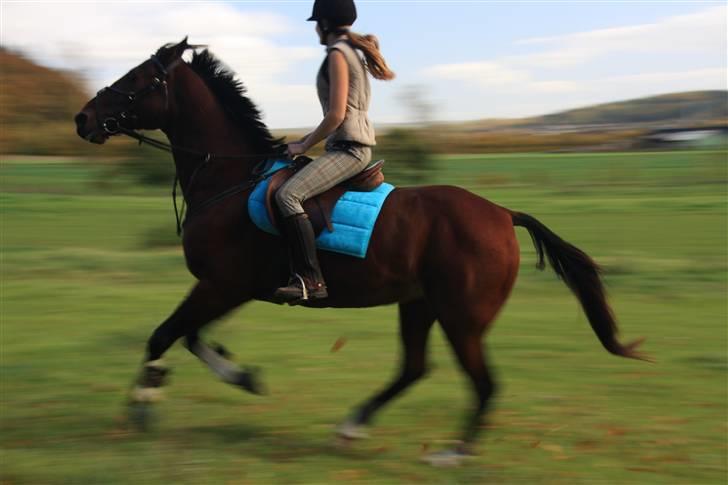 Anden særlig race De Light - Frisk galoptur op ad folden:D billede 3