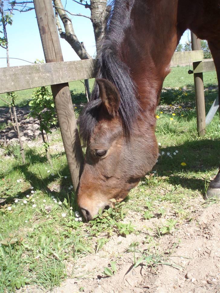 New Forest Danfox Ramona   - Græs, græs, græs og blomster nam nam billede 1