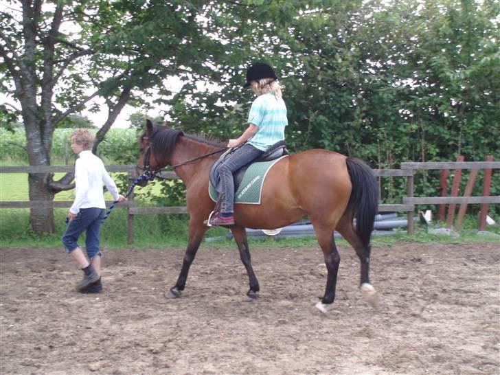 New Forest Danfox Ramona   - Ramona som nybegynderhes, det er min ven jakob der rider for første gang. Hun er altid vældig rar mod nybegyndere billede 5