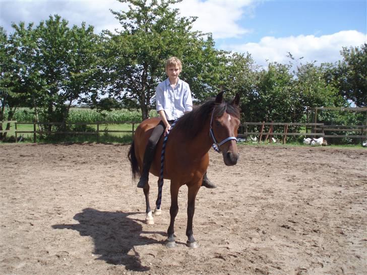 New Forest Danfox Ramona   - Ja i har ret der mangler noget...................Hjelmen, UBS billede 6