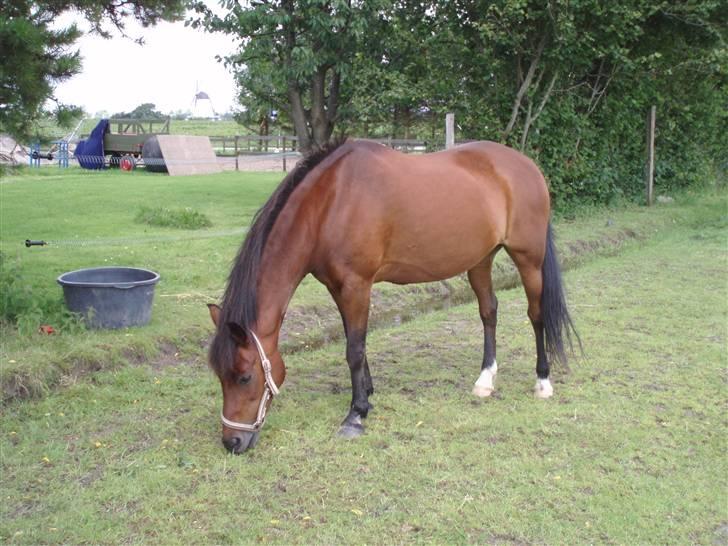 New Forest Danfox Ramona   - Smuk hest på en smuk sommerdag billede 8