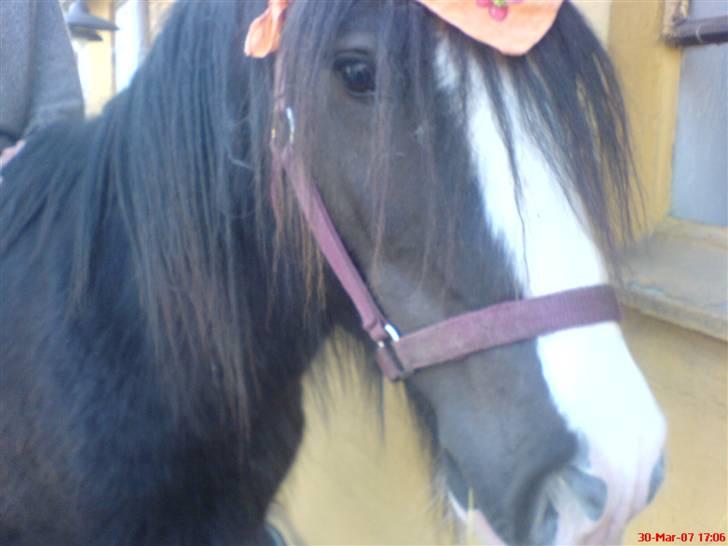 Irish Cob Lille Y von Grieg de luxe billede 1