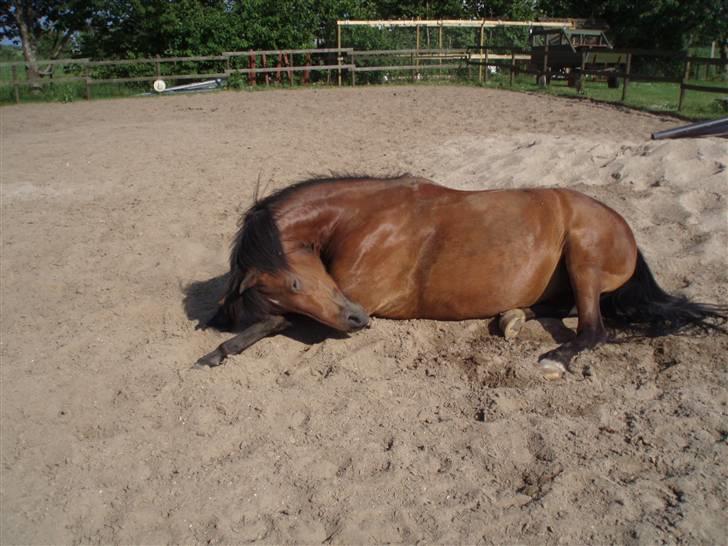 New Forest Danfox Ramona   - ned og rulle sig efter en hård tur på banen. nu havde jeg jo lige striglet den billede 9