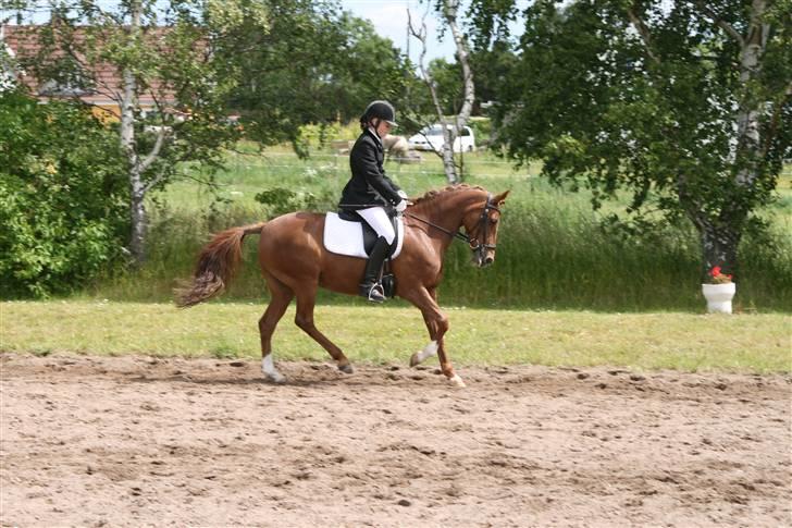 Hollandsk Sportspony Chanell S - Nelle og jeg til stævne i Hornsherred billede 2