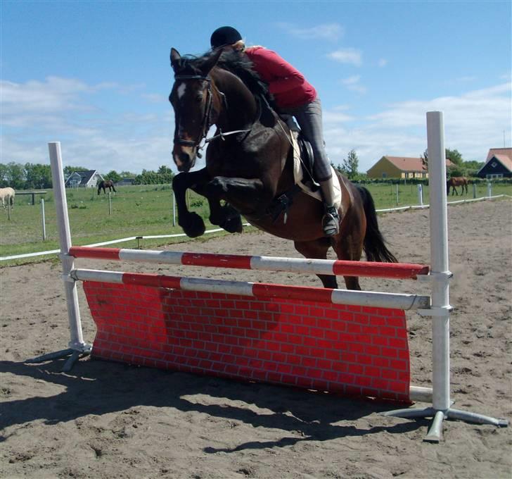 Oldenborg zita - zita billede 5