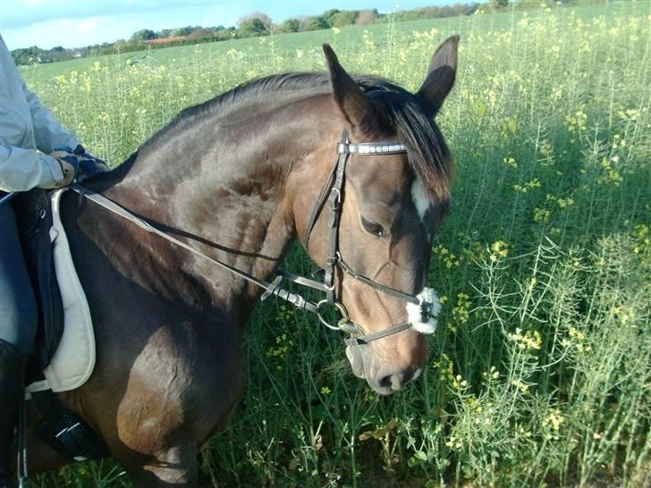 Oldenborg zita - taget af LW foto billede 9