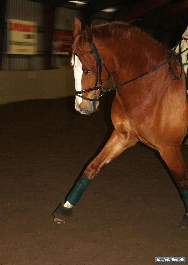 Frederiksborg Cado  - Fiiiiine lille pony! billede 16