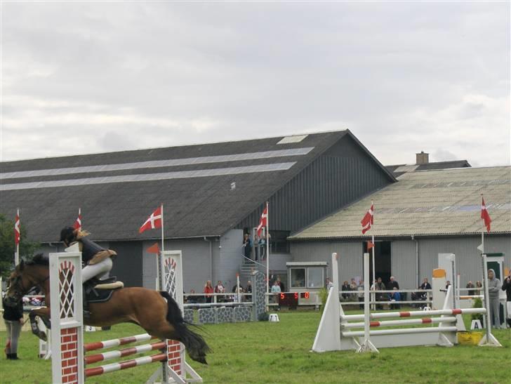 Anden særlig race Nielsen's Little Star  - Sød lille mås (-;  billede 19