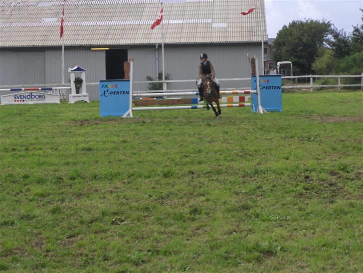 Anden særlig race Nielsen's Little Star  - Afsted ;-) billede 20